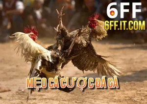 Mẹo Cá Cược Đá Gà