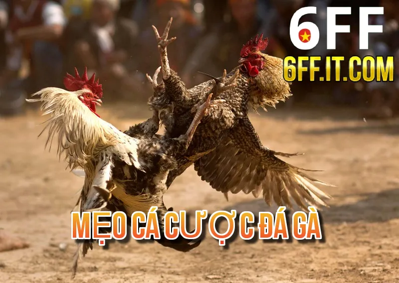 Mẹo Cá Cược Đá Gà